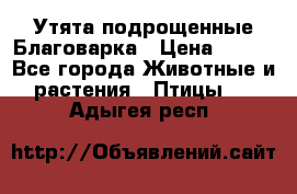 Утята подрощенные Благоварка › Цена ­ 100 - Все города Животные и растения » Птицы   . Адыгея респ.